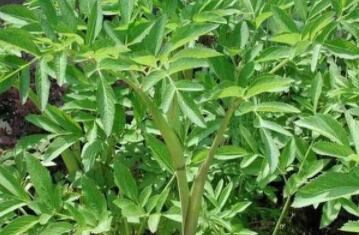白芨種植發(fā)展前景怎么樣？